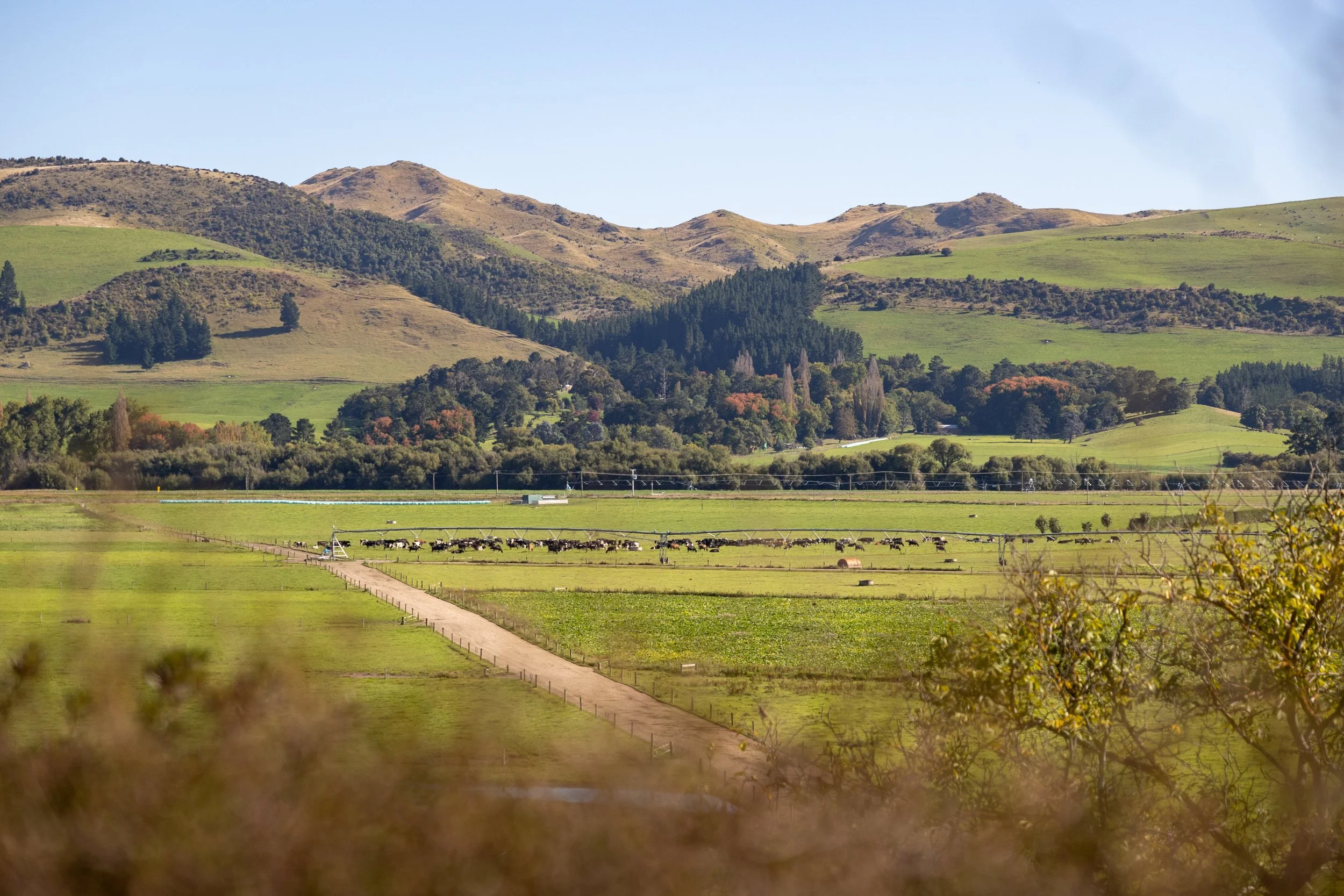 Scenic view of farm fields with cows, a dirt road, trees and rolling hills